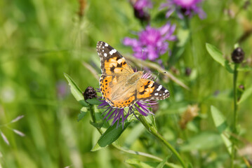 Painted Lady (Vanessa Cardui) Butterfly sitting on a pink scabiosa in Zurich, Switzerland