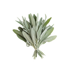 Obraz premium Fresh Bundle of Sage Leaves - Culinary Herb, Aromatic Plant