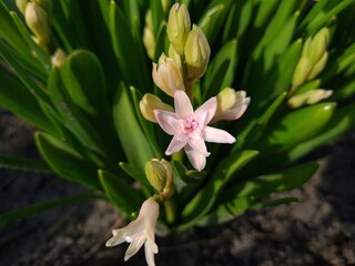 Obraz premium Blooming Hyacinth in Spring Garden 