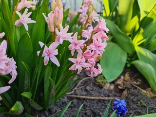 Blooming Hyacinth in Spring Garden
