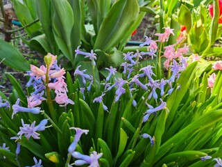 Blooming Hyacinth in Spring Garden
