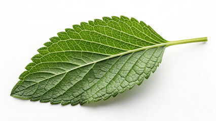 Single Green Leaf on White Background Minimalist Nature Photography
