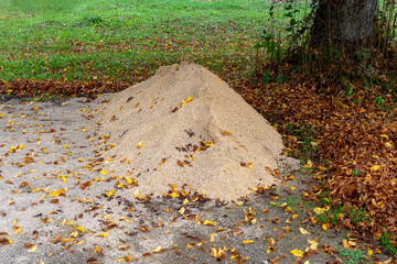 Pile of sand on the ground inside forest with dry leaves