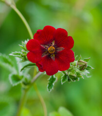 Beautiful close-up of potentilla atrosanguinea
