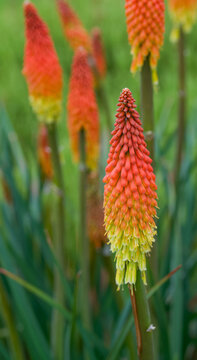 Beautiful close-up of kniphofia pumila