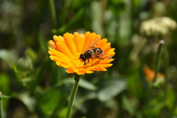 Radiant Calendula Flowers in Bloom
