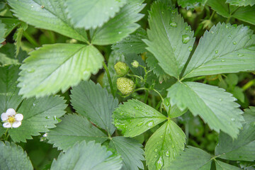 Unripe Green Strawberries and Leaves with Dew in Garden Close-Up