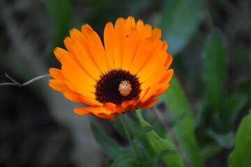 Radiant Calendula Flowers in Bloom
