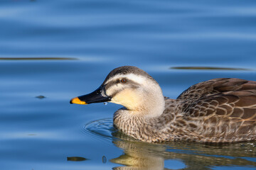 水面を泳ぐカルガモの横顔