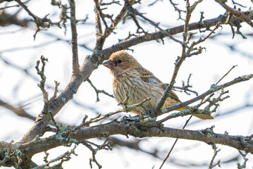 Unknown songbird in a tree