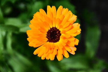 Radiant Calendula Flowers in Bloom
