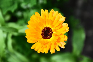 Radiant Calendula Flowers in Bloom
