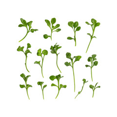 Collection of vibrant green plant sprouts isolated on black background
