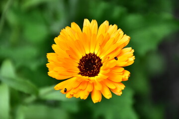 Radiant Calendula Flowers in Bloom
