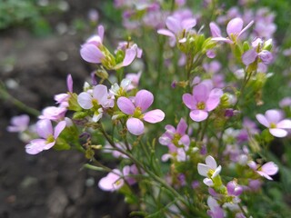 Purple Arabis Flower in Bloom
