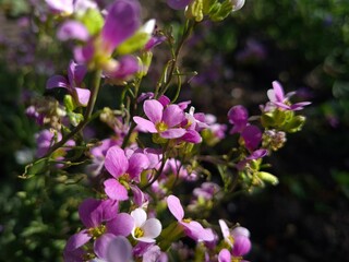 Purple Arabis Flower in Bloom
