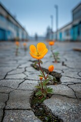 Vibrant Wildflowers Breaking Through Cracked Pavement in Urban Setting