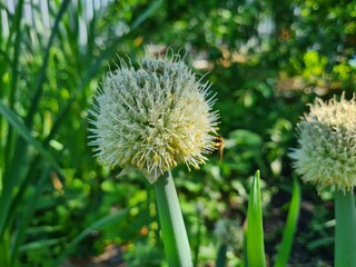 Stunning Display: Blooming Allium in Full Glory
