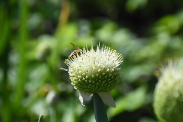 Stunning Display: Blooming Allium in Full Glory
