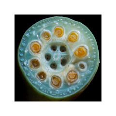 Microscopic Cross-Section of a Lotus Seed Pod Revealing Intricate Cellular Structure