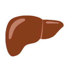 vector illustration of liver