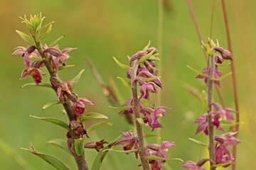 Braunrote Stendelwurz (Epipactis atrorubens) auf Kalkmagerrasen