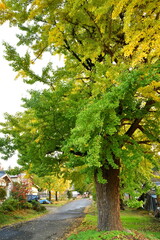 Fototapeta premium 村松蛭野地区の紅葉（新潟県）