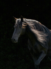 Dreamy Black Murgese horse with long mane against black background 
