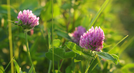 Summer pink clover flower on green meadow 