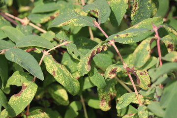 Honeysuckle or honeyberry (Lonicera caerulea) leaves damage by honeysuckle-grass aphid...