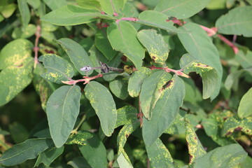 Honeysuckle or honeyberry (Lonicera caerulea) leaves damage by honeysuckle-grass aphid...