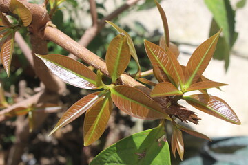 Young reddish leaf shoots on the trunk of a Jamaican guava tree.