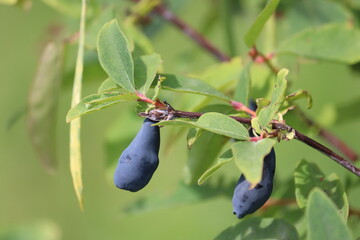 Branch of honeysuckle or honeyberry (Lonicera caerulea) with ripe blue fruits and leaves in summer...