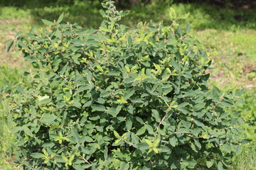 Honeysuckle or honeyberry (Lonicera caerulea) plant in summer garden