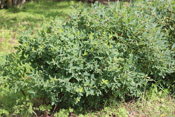 Honeysuckle or honeyberry (Lonicera caerulea) plant in summer garden