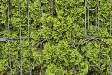 Metal fence with green thujas, close-up. Background. Green thuja hedge behind a metal fence. Metal gray fence with evergreens on one side. Thuja branches peeking out from behind the fence