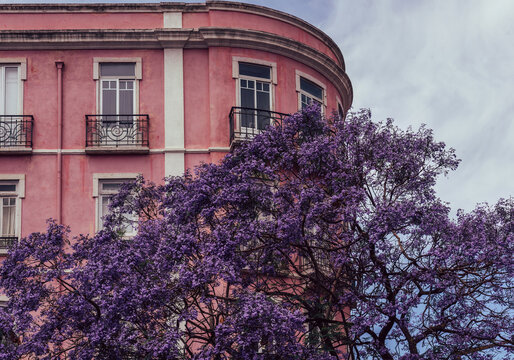 Purple facade of building behind a Jacaranda tree in Lisbon, Portugal