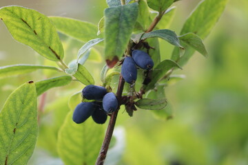 Branch of honeysuckle or honeyberry (Lonicera caerulea) with ripe blue fruits and leaves in summer garden