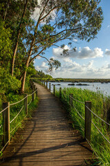 Hiking way on wooden platform, among a bay and green forest, on background of sky with clouds, national park , pedestrian paths of Aveiro Portugal