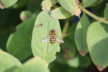 Migrant Hover Fly (Eupeodes corollae) on green leaf