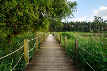 Hiking way on wooden platform, among a bay and green forest, on background of sky with clouds, national park , pedestrian paths of Aveiro Portugal
