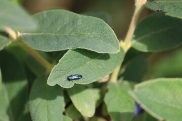 Blue jewel beetle (Agrilus cyanescens) on green leaf of honeysuckle or honeyberry (Lonicera caerulea). Pest of honeysuckle plant