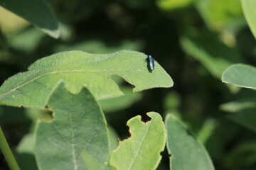 Blue jewel beetle (Agrilus cyanescens) on green leaf of honeysuckle or honeyberry (Lonicera caerulea). Pest of honeysuckle plant