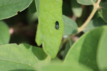 Blue jewel beetle (Agrilus cyanescens) on green leaf of honeysuckle or honeyberry (Lonicera caerulea). Pest of honeysuckle plant