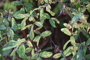 Honeysuckle or honeyberry (Lonicera caerulea) leaves damage by honeysuckle-grass aphid...
