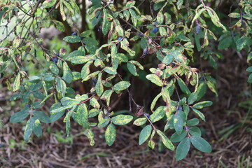 Honeysuckle or honeyberry (Lonicera caerulea) leaves damage by honeysuckle-grass aphid...