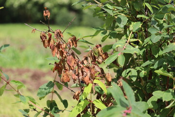 Dry honeysuckle or honeyberry (Lonicera caerulea) branches. Damage caused by larva of blue jewel beetle (Agrilus cyanescens)