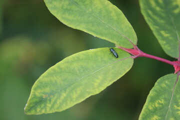 Blue jewel beetle (Agrilus cyanescens) on green leaf of honeysuckle or honeyberry (Lonicera...