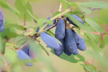 Branch of honeysuckle or honeyberry (Lonicera caerulea) with ripe blue fruits and leaves in summer garden
