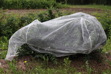 Protecting honeysuckle berries from being eaten by birds by covering plants with nets